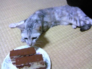 マーブルケーキとマーブル模様の猫
