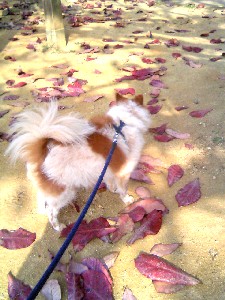 落ち葉の公園を散歩