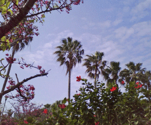 椰子と桜とハイビスカス